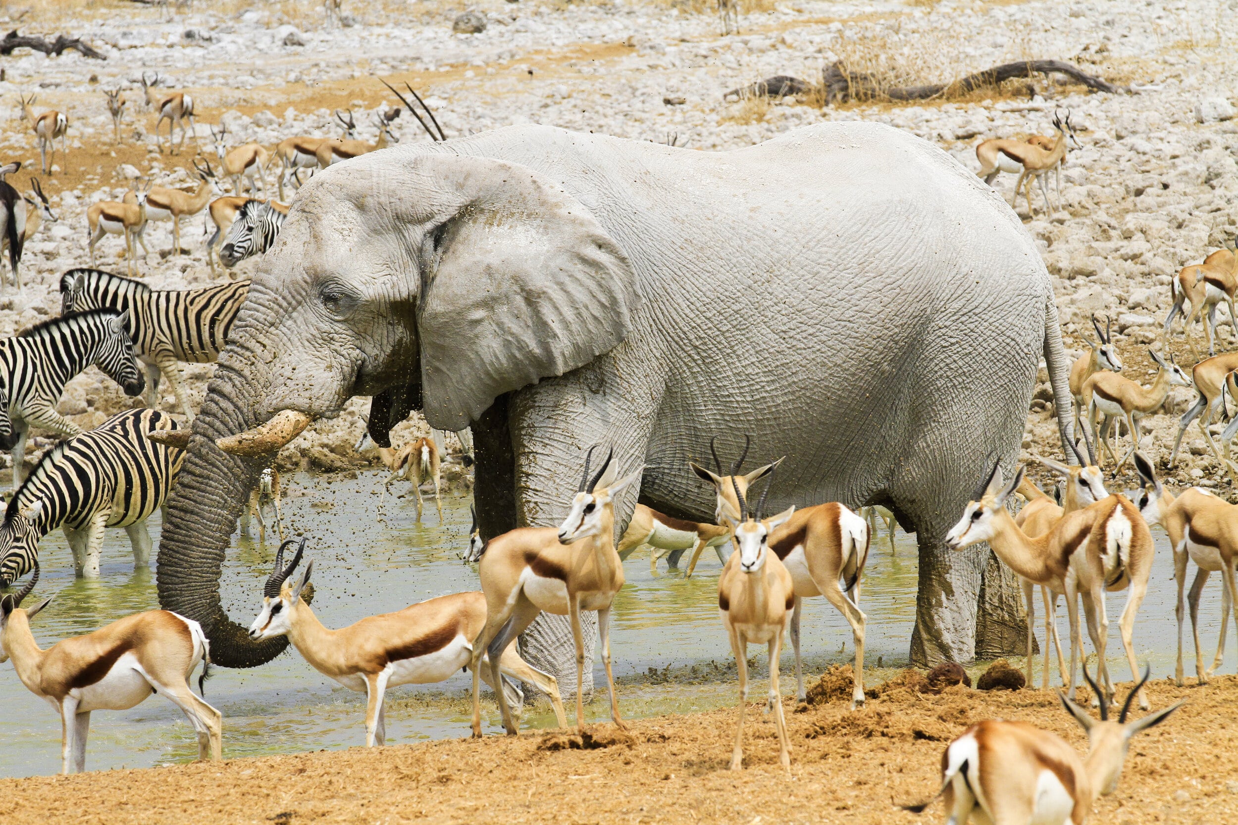 Rhino and calf on the plains