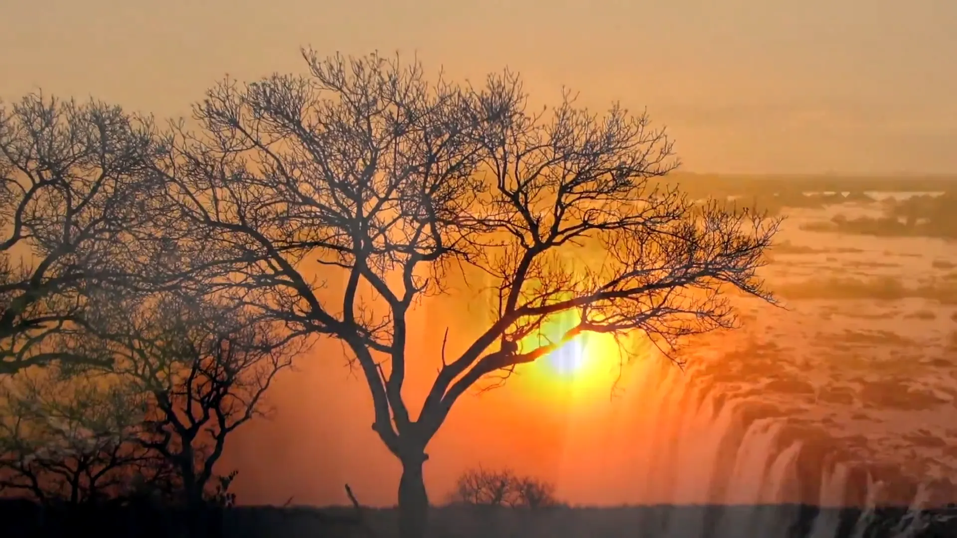 Acacia tree silhouetted against an African sunset