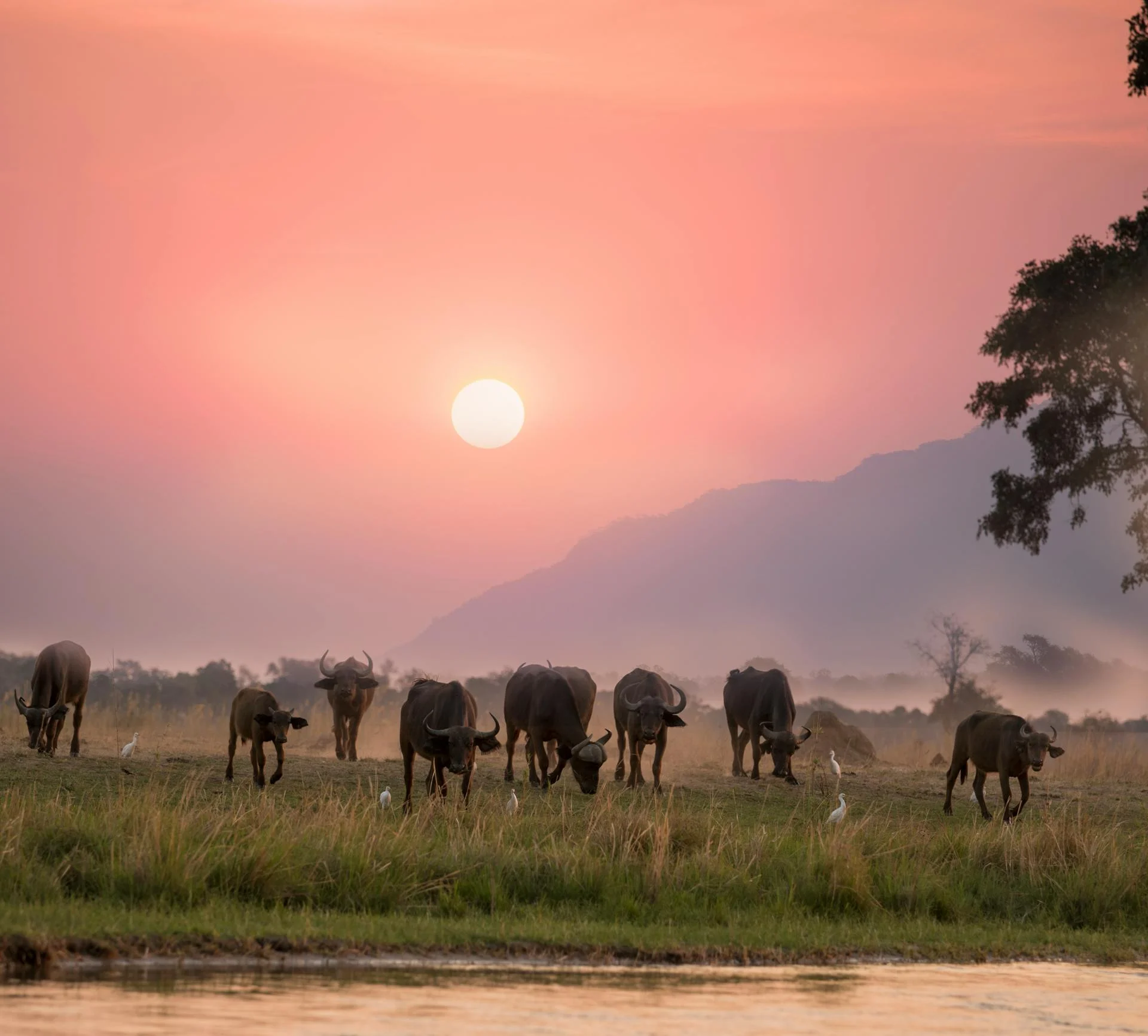 Hippo at golden hour