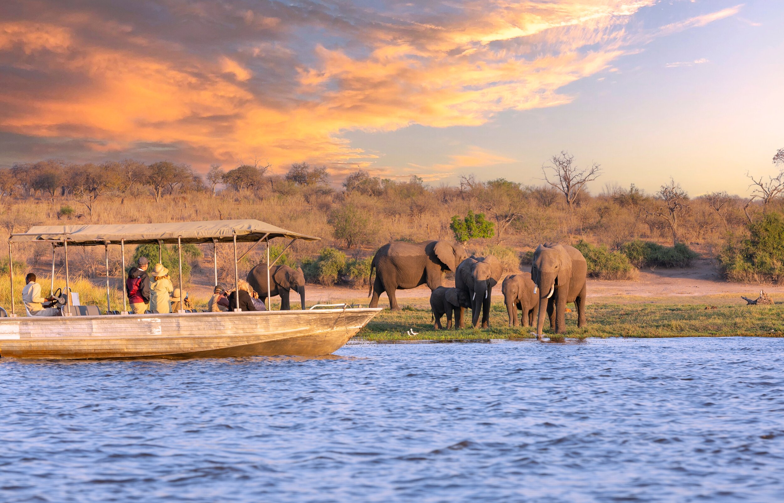 Hippo with crowned cranes