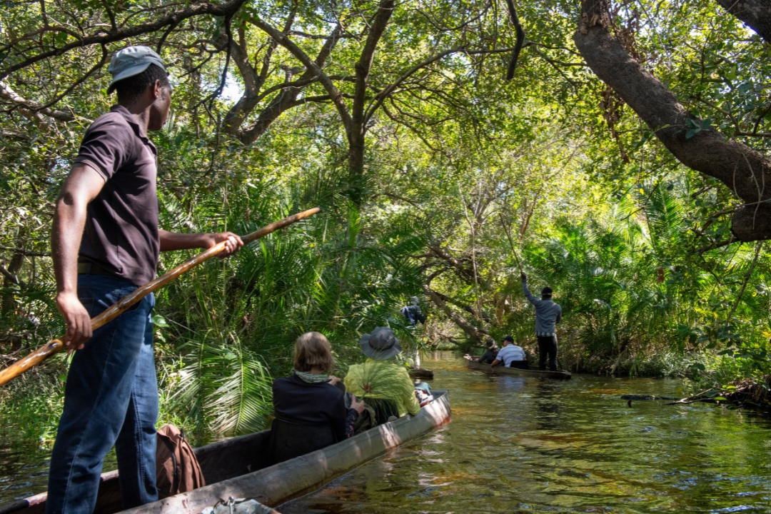 Guide poling a mokoro through the waterways