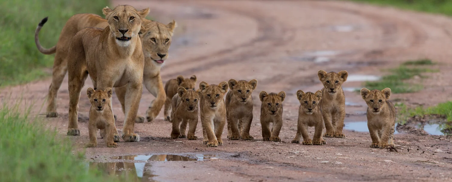Lioness leading her cubs