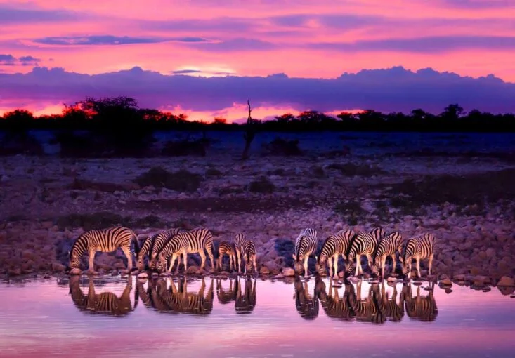 Elephant among springbok and zebra at a waterhole